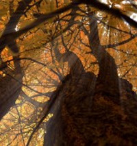 ��С������Ʒ