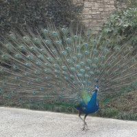 С������Ʒ